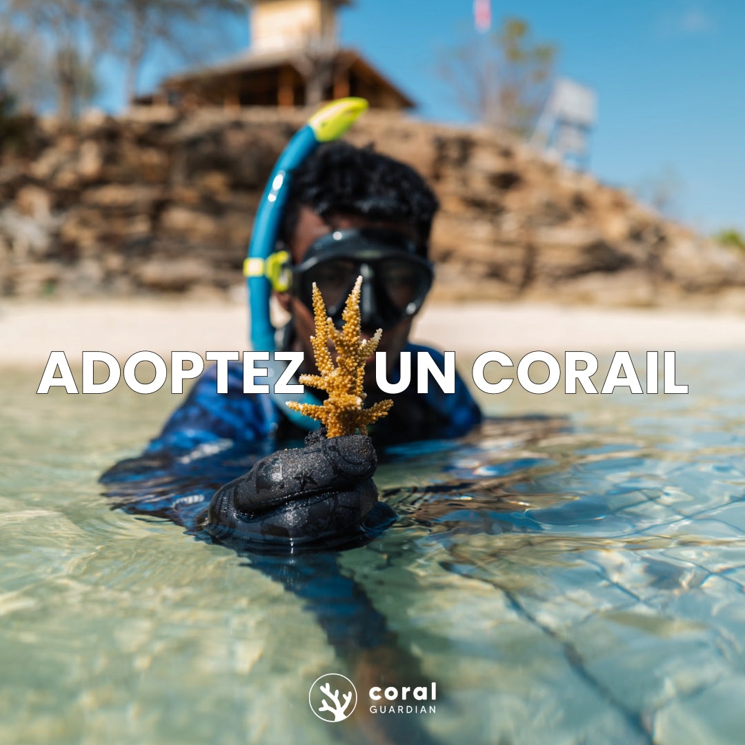 adoptez un corail