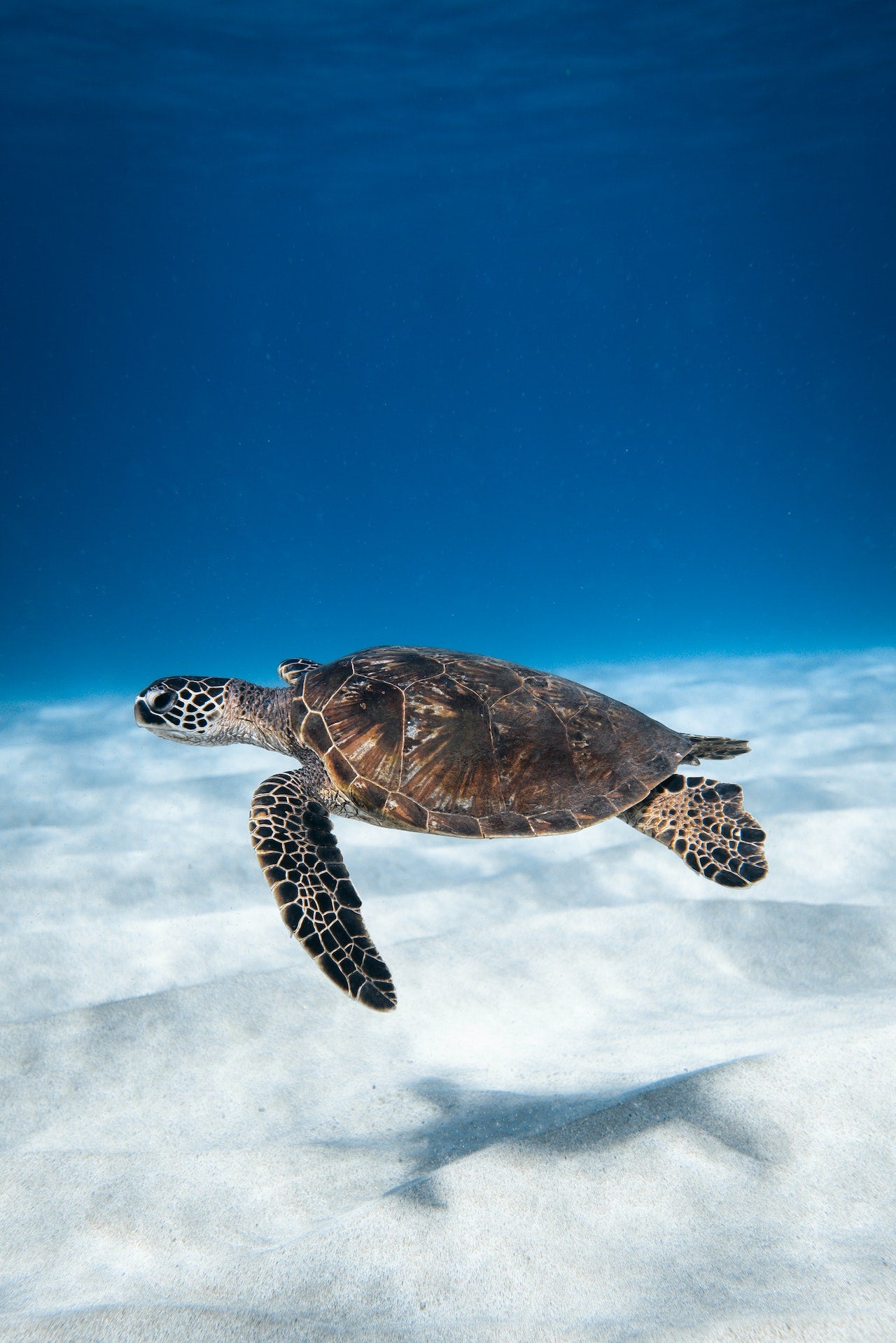 tortue 1% for the planet